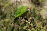 Reischek's parakeet. Adult feeding on Anisotome antipoda. Antipodes Island, February 2009. Image © Mark Fraser by Mark Fraser.