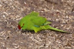 Reischek's parakeet. Adult feeding among moulted penguin feathers. Anchorage Bay, Antipodes Island, April 2010. Image © Mark Fraser by Mark Fraser.