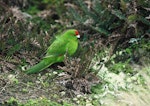 Reischek's parakeet. Adult on ground. Antipodes Island, November 1978. Image © Department of Conservation (image ref: 10033893) by John Kendrick, Department of Conservation.