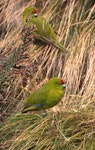 Reischek's parakeet. Pair of Reischek's parakeets sheltering from wind. Antipodes Island, November 1995. Image © Terry Greene by Terry Greene.