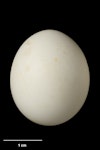 Reischek's parakeet. Egg 25.9 x 21.9 mm (NMNZ OR.016033, collected by Colin Roderick). Mt Bruce Wildlife Reserve (captive), November 1970. Image © Te Papa by Jean-Claude Stahl.