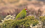 Reischek's parakeet. Male perched on Coprosma rugosa. Antipodes Island, November 1995. Image © Terry Greene by Terry Greene.