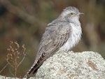 Pallid cuckoo. Adult, passage migrant. Canberra, September 2017. Image © R.M. by R.M..