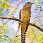 Fan-tailed cuckoo. Adult. Dungog NSW, April 2014. Image © Dick Jenkin by Dick Jenkin.