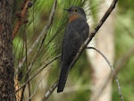 Fan-tailed cuckoo. Adult. Mantaka, North Queensland, October 2015. Image © Ray Pierce by Ray Pierce.