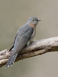Fan-tailed cuckoo. Adult female. Glenfern Valley bushland, Upwey, Victoria, September 2018. Image © Ian Wilson 2018 birdlifephotography.org.au by Ian Wilson.