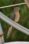 Fan-tailed cuckoo. Adult. Cheynes Beach, Western Australia, April 2016. Image © Imogen Warren by Imogen Warren.