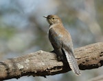 Fan-tailed cuckoo. Juvenile. Coolart, Mornington Pennisula, Victoria, February 2019. Image © Stephen Garth 2019 birdlifephotography.org.au by Stephen Garth.