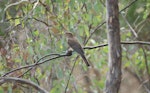 Fan-tailed cuckoo. Juvenile. Canberra, January 2016. Image © RM by RM.