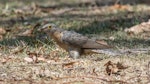 Fan-tailed cuckoo. Adult on ground with prey. Jimna, Queensland, January 2020. Image © John Eley 2020 birdlifephotography.org.au by John Eley.