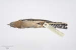 Fan-tailed cuckoo. Road-killed New Zealand specimen. Specimen registration no. OR.029289; image no. MA_I264354. Mountain Rd, Maungaturoto Rd, Northland, October 2010. Image © Te Papa.