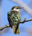 Shining cuckoo | Pīpīwharauroa. Dorsal view of adult. Wanganui, November 2012. Image © Ormond Torr by Ormond Torr.