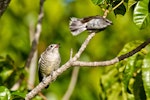 Shining cuckoo | Pīpīwharauroa. Part of sequence grey warbler feeding cuckoo chick. Sandy Bay, Whangarei, January 2014. Image © Malcolm Pullman by Malcolm Pullman.