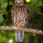 Te Ruru Ruru | Morepork | New Zealand Birds Online