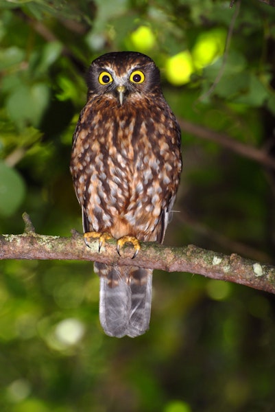 Nz Native Ruru Ruru | Morepork | New Zealand Birds Online