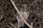 Ruru | Morepork. Adult at night. Tiritiri Matangi Island, November 2012. Image © Philip Griffin by Philip Griffin.