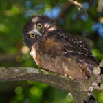 More Pork Ruru Ruru | Morepork | New Zealand Birds Online