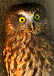 Te Ruru Ruru | Morepork | New Zealand Birds Online
