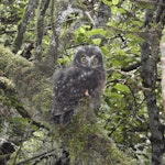 More Pork Ruru Ruru | Morepork | New Zealand Birds Online