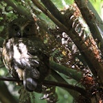 More Pork Ruru Ruru | Morepork | New Zealand Birds Online