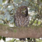 Te Ruru Ruru | Morepork | New Zealand Birds Online