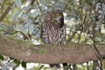 Ruru | Morepork. Curious adult. Mokai Station, Ruahine Forest Park, November 2010. Image © Mary Bielski by Mary Bielski.