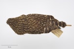 Laughing owl | Whēkau. Study skin. Specimen registration no. OR.001778; image no. MA_I264478. Wilmot Pass. Image © Te Papa.
