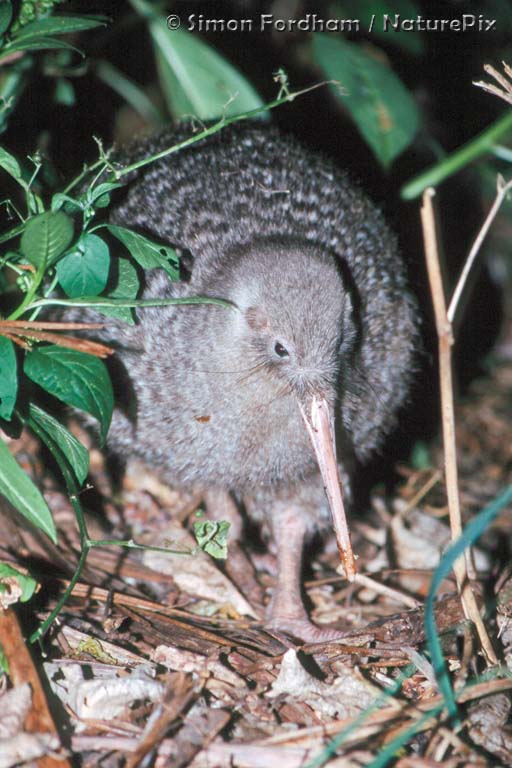 Little spotted kiwi | Kiwi pukupuku | New Zealand Birds Online