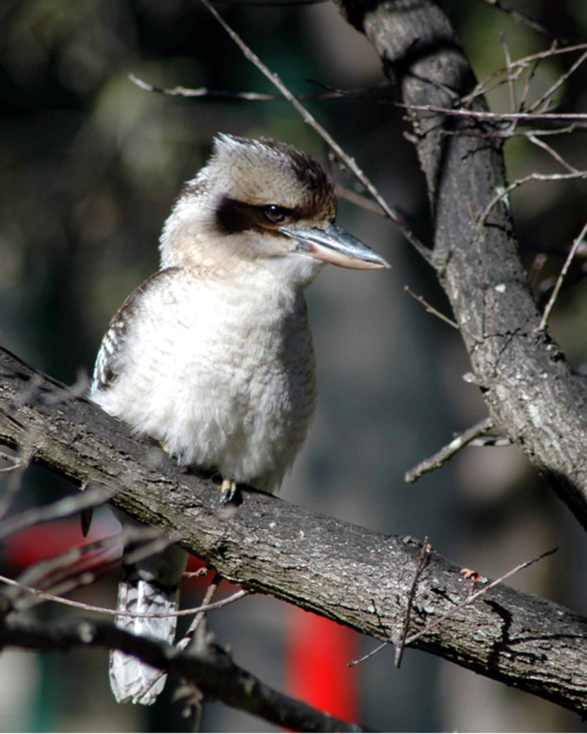 Laughing kookaburra | New Zealand Birds Online