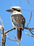 Laughing kookaburra. Adult. Campbells Beach, Tawharanui, August 2016. Image © Scott Brooks (ourspot) by Scott Brooks.
