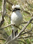 Laughing kookaburra. Adult. Campbells Beach, Tawharanui, August 2016. Image © Scott Brooks (ourspot) by Scott Brooks.