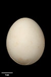 Laughing kookaburra. Egg 44.4 x 36.2 mm (NMNZ OR.025975, collected by the Barnard family). Coomooboolaroo station, 20 km sw of Duaringa, central east Queensland, January 1889. Image © Te Papa by Jean-Claude Stahl.