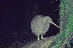 Great spotted kiwi | Roroa. Adult. Mount Bruce Wildlife Centre, March 1986. Image © Department of Conservation ( image ref: 10035422 ) by Rod Morris Department of Conservation.