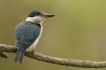 Sacred kingfisher | Kōtare. Adult. Auckland, December 2013. Image © Bartek Wypych by Bartek Wypych.