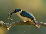 Sacred kingfisher | Kōtare. Adult with green and golden bell frog. Auckland, December 2013. Image © Bartek Wypych by Bartek Wypych.