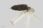 Bush wren | Mātuhituhi. Stead’s bush wren, paratype. Specimen registration no. OR.018126; image no. MA_I062353. Big South Cape Island (Taukihepa), December 1931. Image © Te Papa.