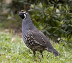 California quail | Tikaokao. Adult male. Lake Tarawera, January 2010. Image © Phil Battley by Phil Battley.