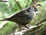 California quail | Tikaokao. Adult male perched in tree. Bethells Beach, November 2016. Image © Scott Brooks (ourspot) by Scott Brooks.
