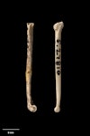North Island stout-legged wren. Tibiotarsus (left) and tarsometatarsus. Te Papa S.027810. Elver Canyon Cave, Waipu, January 1988. Image © Te Papa.