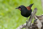North Island saddleback | Tīeke. Adult. Tiritiri Matangi Island, November 2012. Image © Philip Griffin by Philip Griffin.