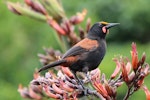 North Island saddleback | Tīeke. Adult with flax pollen on forehead. Tiritiri Matangi Island, April 2013. Image © David Brooks by David Brooks.