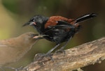 South Island saddleback | Tīeke. Adult (at rear) with juvenile. Ulva Island, March 2018. Image © Tim Van Leeuwen by Tim Van Leeuwen.
