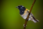 Hihi | Stitchbird. Adult male. Kapiti Island, April 2009. Image © Tony Whitehead by Tony Whitehead.