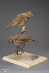 South Island piopio | Piopio. Mounted specimens. Purchased 1939. Specimen registration no. OR.014043; image no. MA_I156501. Otago Province. Image © Te Papa.