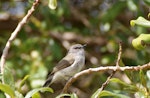 Grey warbler | Riroriro. Adult singing. Kaiteriteri, Tasman Bay, October 2013. Image © Rob Lynch by Rob Lynch.