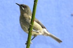 Bellbird | Korimako. Adult female. Havelock North, October 2008. Image © Dick Porter by Dick Porter.