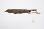 Chatham Island bellbird. Adult female. Purchased 1923. Specimen registration no. OR.005020; image no. MA_I264427. Pitt Island, Chatham Islands, December 1871. Image © Te Papa.