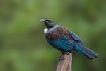 Tūī | Tui. Adult. Tiritiri Matangi Island, October 2009. Image © Tony Whitehead by Tony Whitehead.