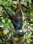 Tūī | Tui. Adult feeding upside down on karo nectar. Tiritiri Matangi Island, September 2012. Image © Martin Sanders by Martin Sanders.