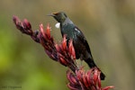Tūī | Tui. Adult. Pureora, January 2006. Image © Neil Fitzgerald by Neil Fitzgerald.